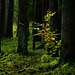 Biodiversität ;-)