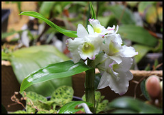 Dendrobium nobile