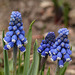 Grape Hyacinth / Muscari sp.