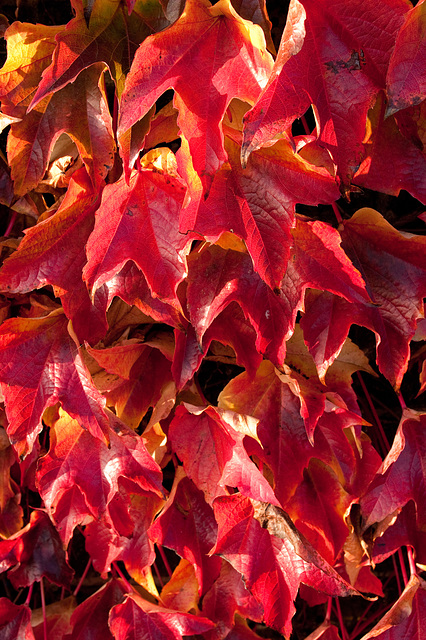 autumn leaves greenwich