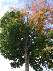 Woodstock Tree on the Green