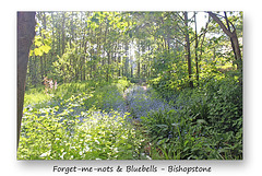 Bluebells & Forget-me-nots - Bishopstone - 17.5.2016