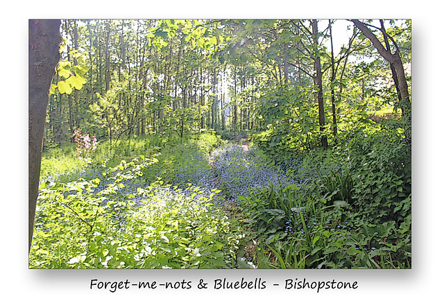 Bluebells & Forget-me-nots - Bishopstone - 17.5.2016