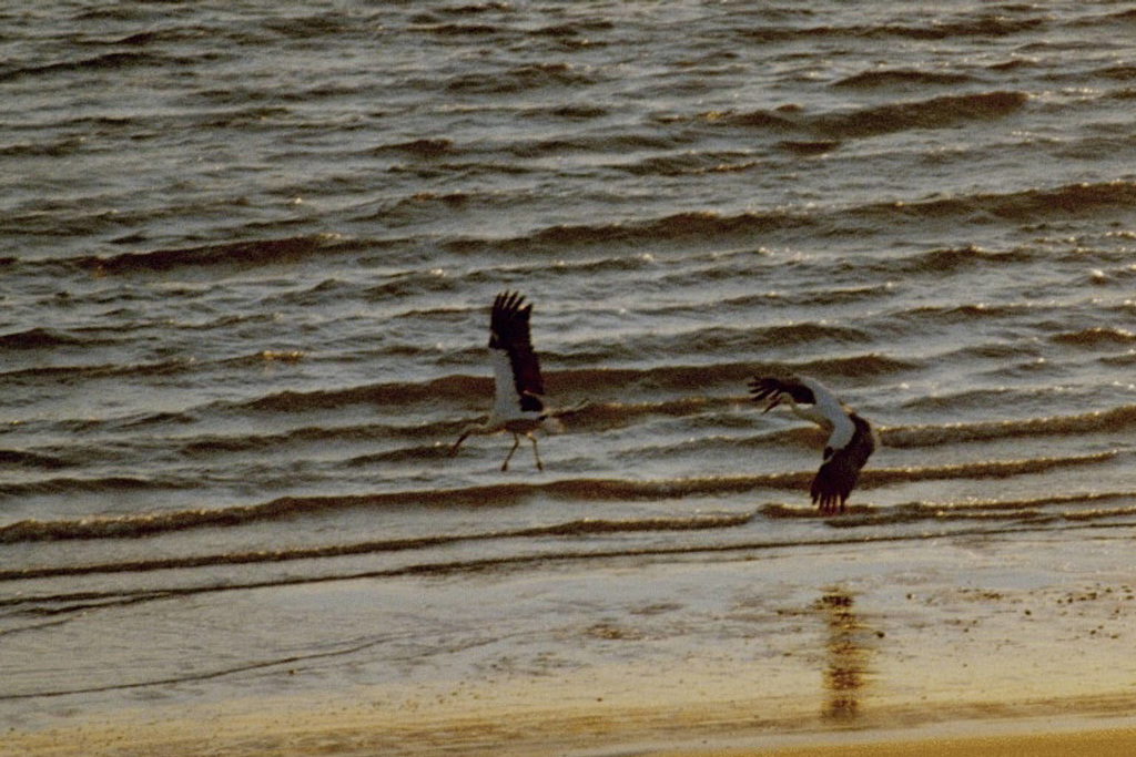 Nordsee-Störche