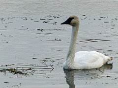 Trumpeter Swan