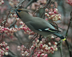 Waxwing