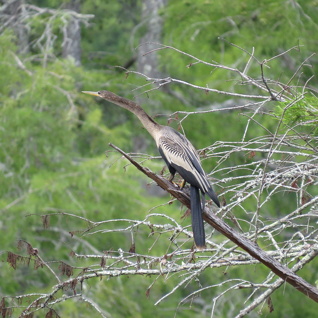 Anhinga