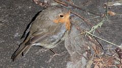 The gazebo robin almost literally underfoot