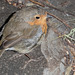 The gazebo robin almost literally underfoot