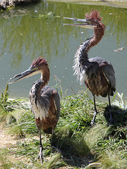 Hérons goliath = Ardea goliath, Parc des Oiseaux = Parc ornithologique des Dombes, Villars-les-Dombes (Ain, France)