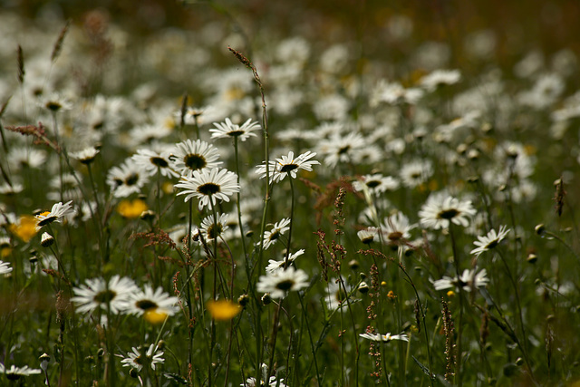 Bottom of Prairie