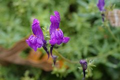 Linaria alpina