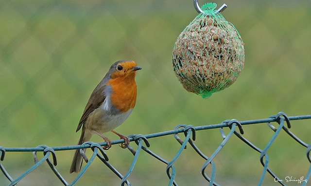 Rotkehlchen... Robin...