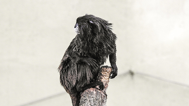 20190907 6025CPw [D~HRO] Schwarzrückentamarin (Saguinus nigricollis), Zoo, Rostock