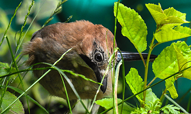 20210706 1351CPw [D~LIP] Eichelhäher (Garrulus glandarius), Bad Salzuflen
