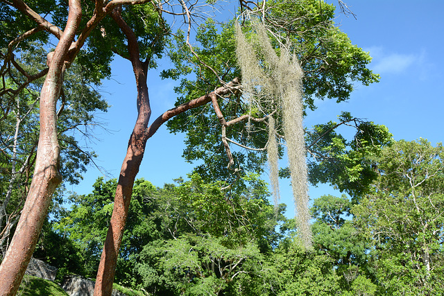 Guatemala, Spanish Beard Hanging from the Tree in the Park of Tikal