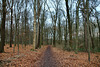 Waldweg in der Schönen Flöte (Holzwickede) / 25.12.2020