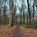 Waldweg in der Schönen Flöte (Holzwickede) / 25.12.2020