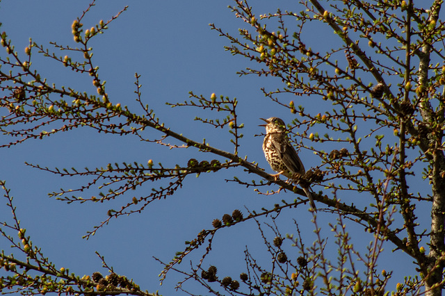 Singing Mistle Thrush