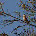 Singing Mistle Thrush