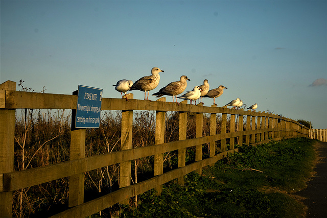 Seagulls on a fence! Seagulls on a fence!