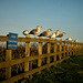 Seagulls on a fence!