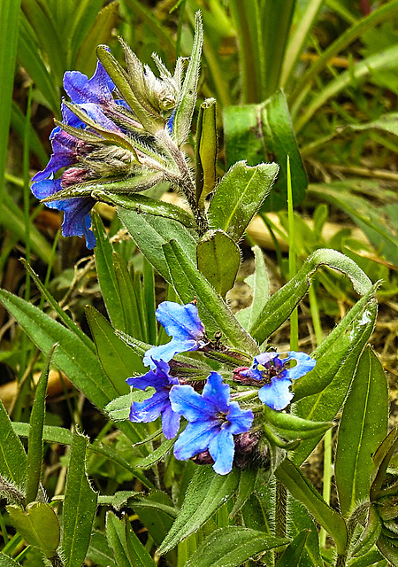 20220429 0760CPw [D~LIP] Blauer Steinsame (Aegonychon Purpurocaeruleum), UWZ, Bad Salzuflen