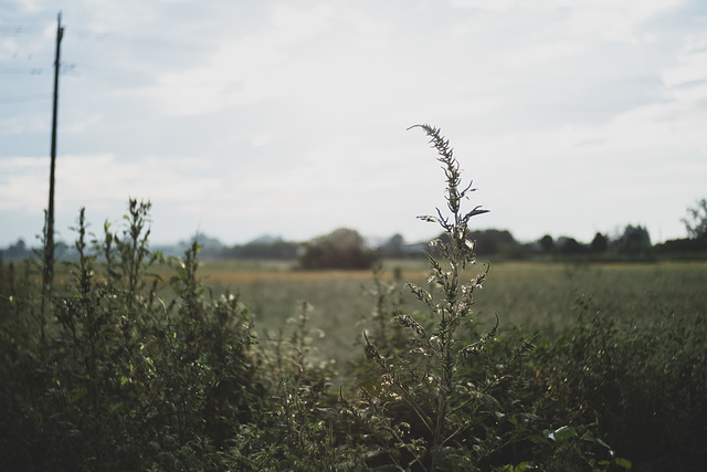 In the field