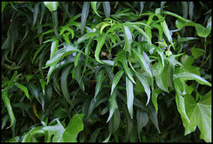 Lierre (2) Lierre (2)