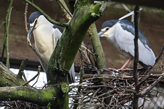 20160306 0319VRAw [D~BI] Nachtreiher (Nycticorax nycticorax), Tierpark Olderdissen, Bielefeld