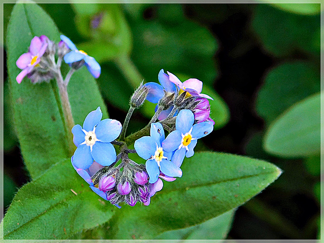 Myosotis au bord de Rance (22)