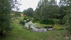 Midsummer in the pond garden