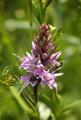 Beetle in Common Spotted Orchid