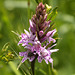 Beetle in Common Spotted Orchid