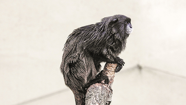 20190907 6026CPw [D~HRO] Schwarzrückentamarin (Saguinus nigricollis), Zoo, Rostock