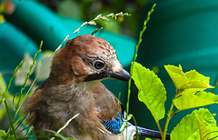 20210706 1352CPw [D~LIP] Eichelhäher (Garrulus glandarius), Bad Salzuflen