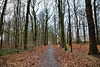 Waldweg in der Schönen Flöte (Holzwickede) / 25.12.2020