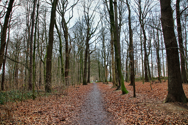 Waldweg in der Schönen Flöte (Holzwickede) / 25.12.2020