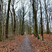 Waldweg in der Schönen Flöte (Holzwickede) / 25.12.2020