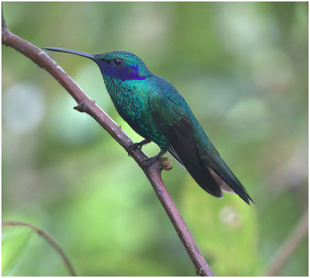 EF7A2412-topaz-denoiseraw-sharpen-2hummingbird