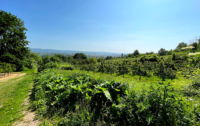 DE - Mülheim-Kärlich - Auf dem Streuobstwiesenweg