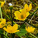 20220429 0761CPw [D~LIP] Sumpf-Dotterblume (Caltha Palustris), UWZ, Bad Salzuflen