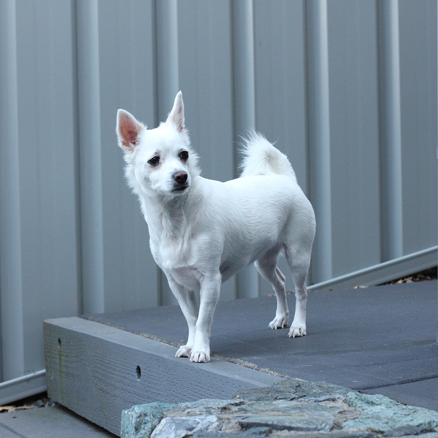 32/365 2026 Bella striking a pose