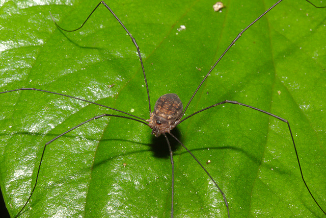 IMG 7182harvestman