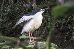 20160306 0320VRAw [D~BI] Nachtreiher (Nycticorax nycticorax), Tierpark Olderdissen, Bielefeld