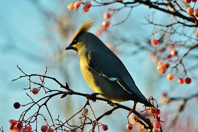 Waxwing shining golden!!