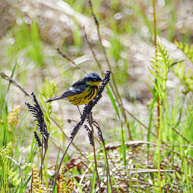 Day 12, Magnolia Warbler, Cap Tourmente