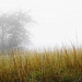 Federgras in Nebellandschaft - Feather gras in misty landscape