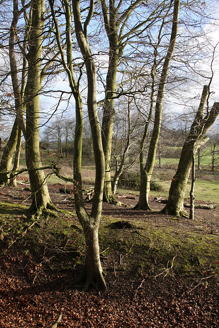 Danebury Iron Age Hillfort