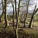 Danebury Iron Age Hillfort